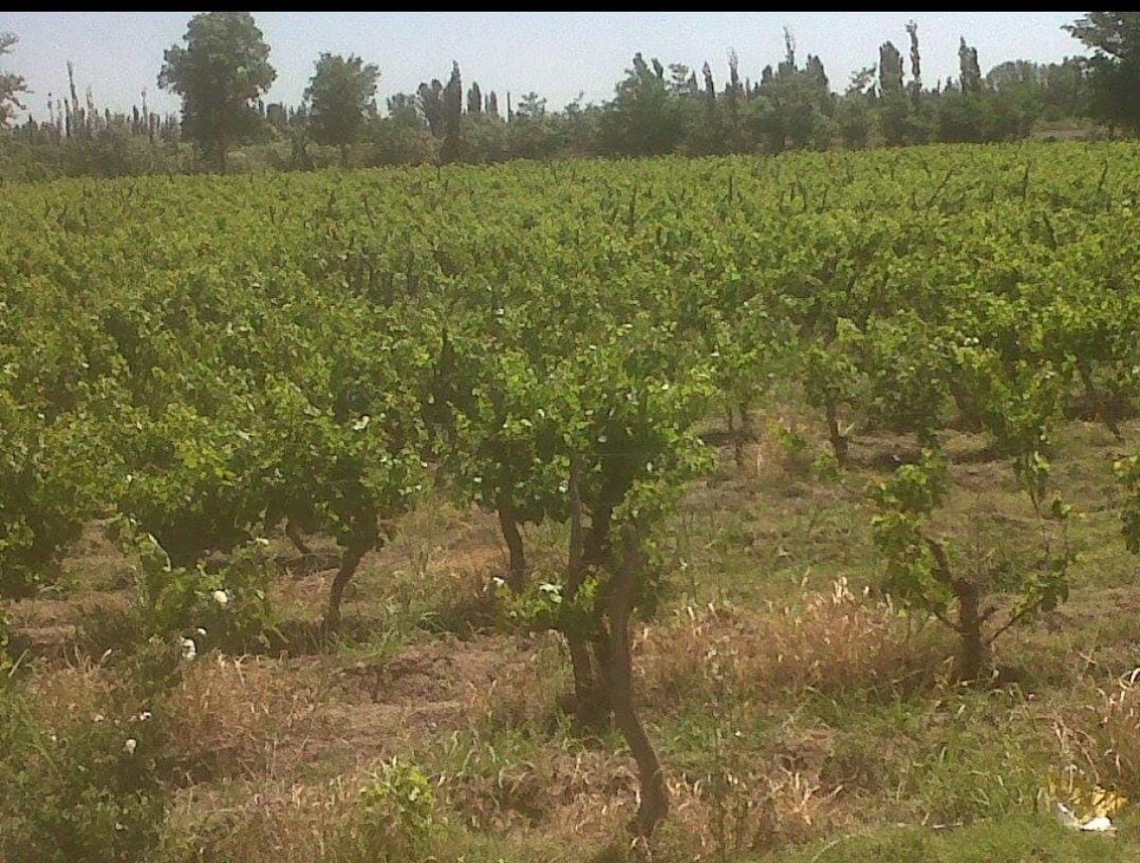 Finca en venta en Real del Padre